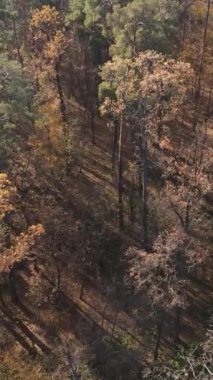 Sonbaharda orman manzarasının dikey videosu, yavaş çekim