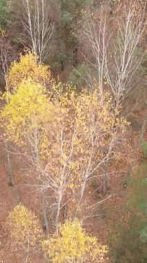 Sonbaharda orman manzarasının dikey videosu, yavaş çekim