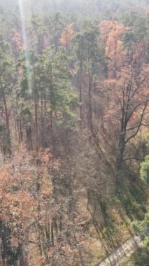 Sonbaharda orman manzarasının dikey videosu, yavaş çekim