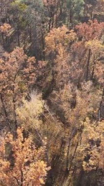 Sonbaharda orman manzarasının dikey videosu, yavaş çekim