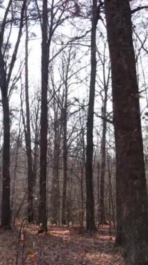 Sonbaharda orman manzarasının dikey videosu, yavaş çekim