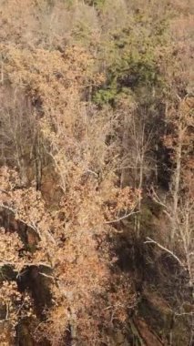 Sonbaharda orman manzarasının dikey videosu, yavaş çekim