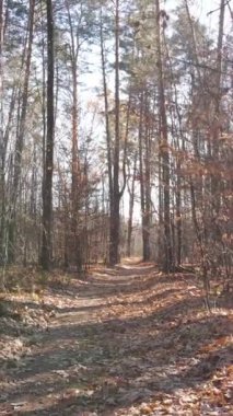 Sonbaharda orman manzarasının dikey videosu, yavaş çekim