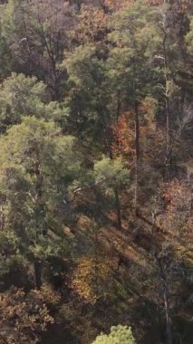 Sonbaharda orman manzarasının dikey videosu, yavaş çekim