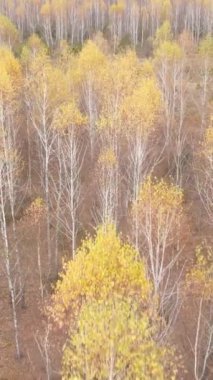 Sonbaharda orman manzarasının dikey videosu, yavaş çekim