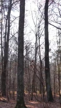 Sonbaharda orman manzarasının dikey videosu, yavaş çekim