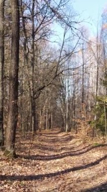 Sonbaharda orman manzarasının dikey videosu, yavaş çekim