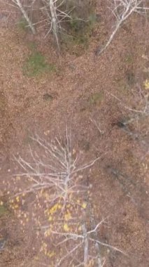 Sonbaharda orman manzarasının dikey videosu, yavaş çekim