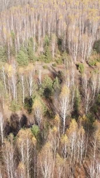 Vertikales Video der Waldlandschaft im Herbst, Zeitlupe — Stockvideo