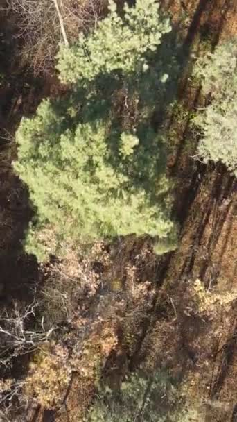 秋季森林景观的垂直录像，慢镜头 — 图库视频影像