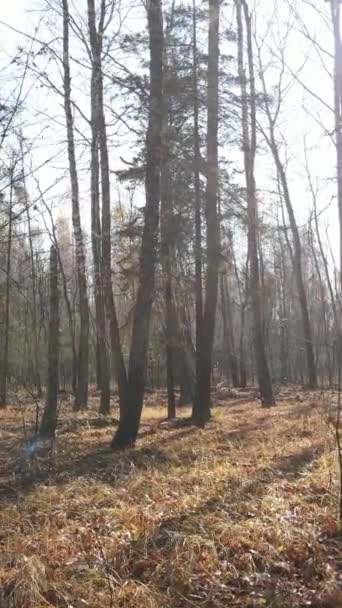 Vertikales Video der Waldlandschaft im Herbst, Zeitlupe — Stockvideo