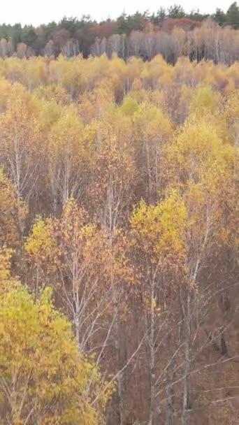 Вертикальное видео лесного пейзажа осенью, замедленная съемка — стоковое видео