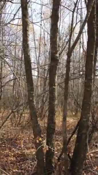 Вертикальне відео лісового пейзажу восени, повільний рух — стокове відео
