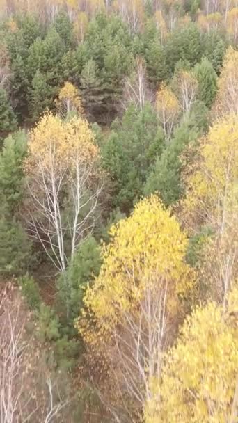 Vertikal video av skogslandskapet på hösten, slow motion — Stockvideo