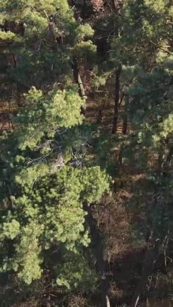 Vidéo verticale du paysage forestier en automne, ralenti — Video