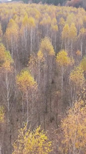 Vidéo verticale du paysage forestier en automne, ralenti — Video