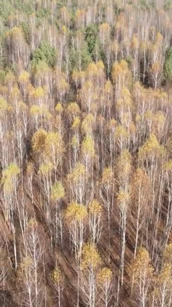 Vídeo vertical del paisaje forestal en otoño, cámara lenta — Vídeo de stock