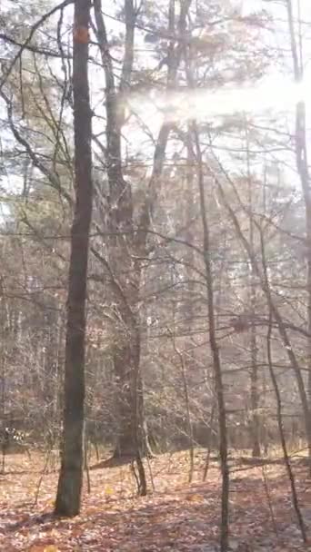 Pionowe wideo krajobrazu leśnego jesienią, zwolnione tempo — Wideo stockowe