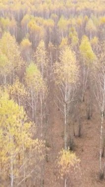 Sonbaharda orman manzarasının dikey videosu, yavaş çekim