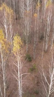 Sonbaharda orman manzarasının dikey videosu, yavaş çekim