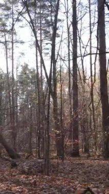 Sonbaharda orman manzarasının dikey videosu, yavaş çekim