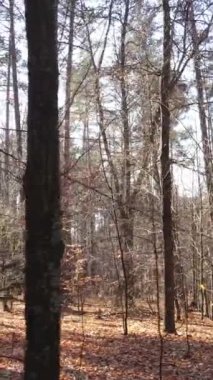 Sonbaharda orman manzarasının dikey videosu, yavaş çekim