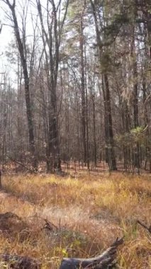 Sonbaharda orman manzarasının dikey videosu, yavaş çekim