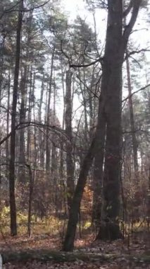Sonbaharda orman manzarasının dikey videosu, yavaş çekim