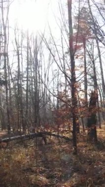 Sonbaharda orman manzarasının dikey videosu, yavaş çekim