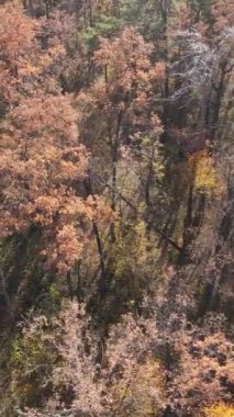 Sonbaharda orman manzarasının dikey videosu, yavaş çekim