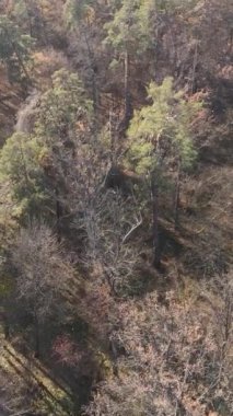 Sonbaharda orman manzarasının dikey videosu, yavaş çekim