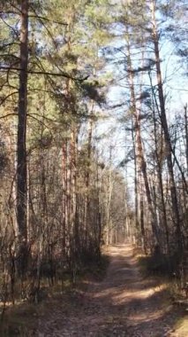 Sonbaharda orman manzarasının dikey videosu, yavaş çekim