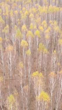 Sonbaharda orman manzarasının dikey videosu, yavaş çekim