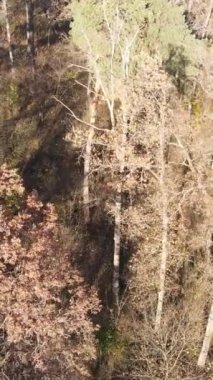 Sonbaharda orman manzarasının dikey videosu, yavaş çekim