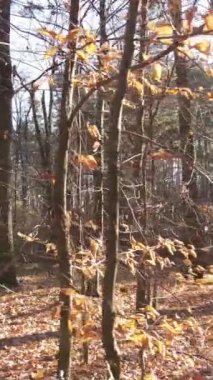 Sonbaharda orman manzarasının dikey videosu, yavaş çekim