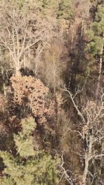 Sonbaharda orman manzarasının dikey videosu, yavaş çekim