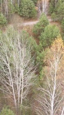 Sonbaharda orman manzarasının dikey videosu, yavaş çekim