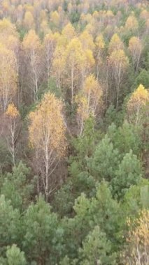 Sonbaharda orman manzarasının dikey videosu, yavaş çekim