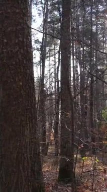 Sonbaharda orman manzarasının dikey videosu, yavaş çekim