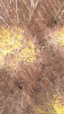 Sonbaharda orman manzarasının dikey videosu, yavaş çekim