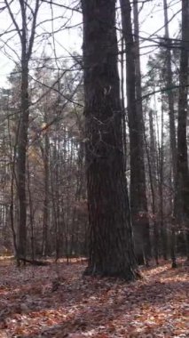 Ağaçların ormandaki dikey videosu, yavaş çekim.