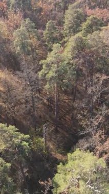 Ağaçların ormandaki dikey videosu, yavaş çekim.