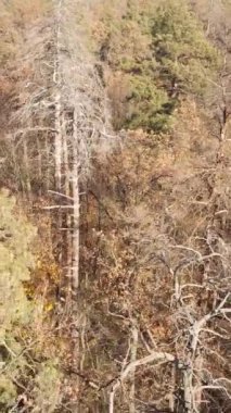 Ağaçların ormandaki dikey videosu, yavaş çekim.