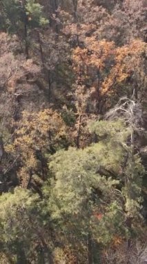 Ağaçların ormandaki dikey videosu, yavaş çekim.