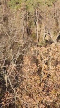 Ağaçların ormandaki dikey videosu, yavaş çekim.