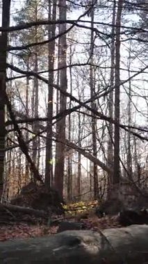 Ağaçların ormandaki dikey videosu, yavaş çekim.