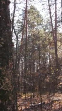Ağaçların ormandaki dikey videosu, yavaş çekim.