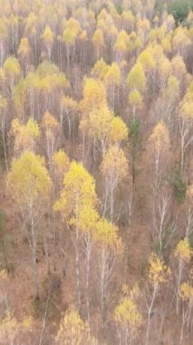 Ağaçların ormandaki dikey videosu, yavaş çekim.