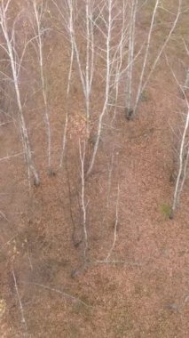 Ağaçların ormandaki dikey videosu, yavaş çekim.