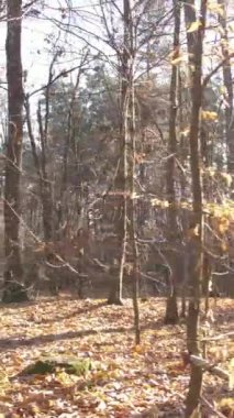 Ağaçların ormandaki dikey videosu, yavaş çekim.